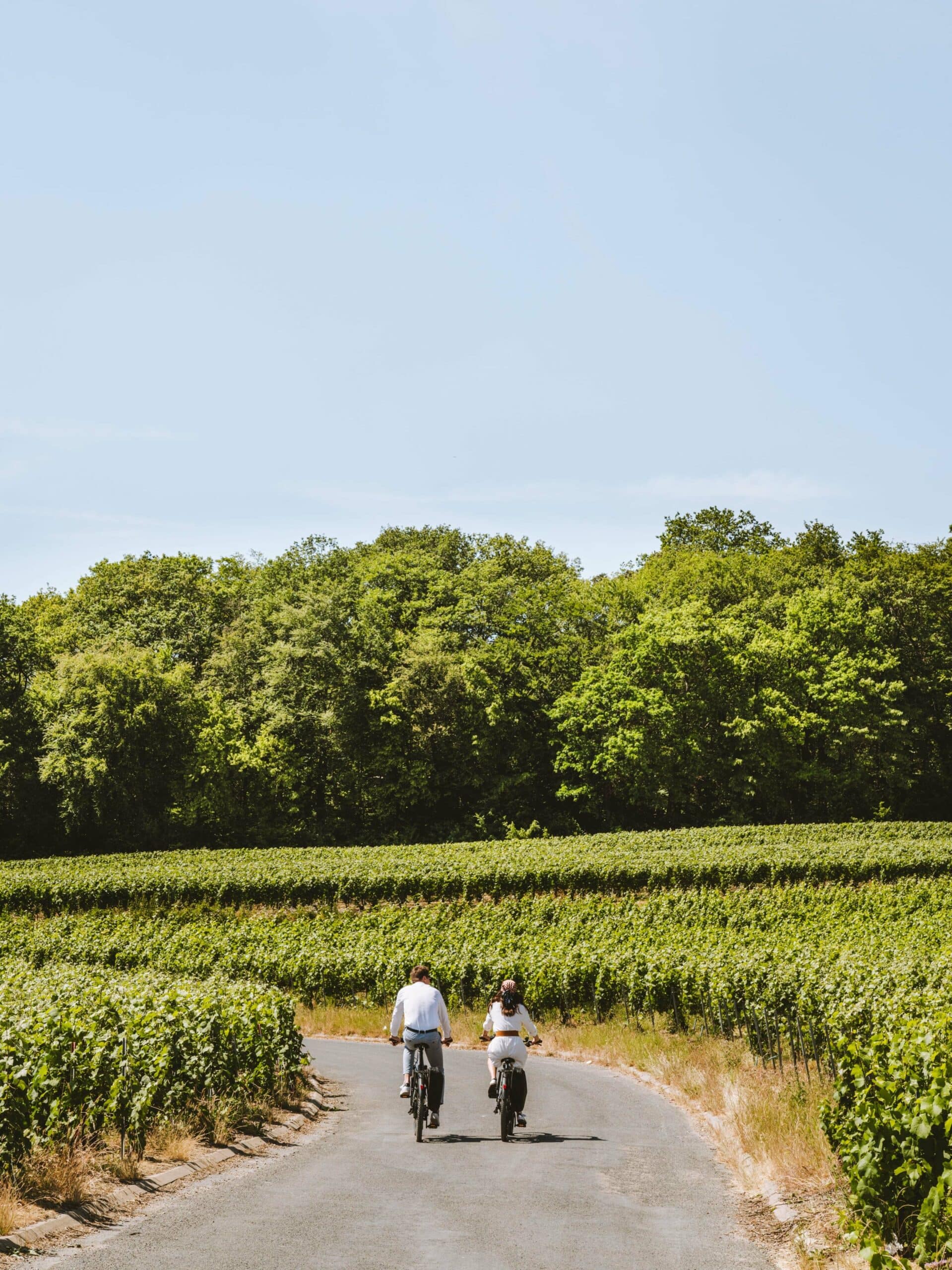 Champagne Royal Champagne bicycle in the vineyard