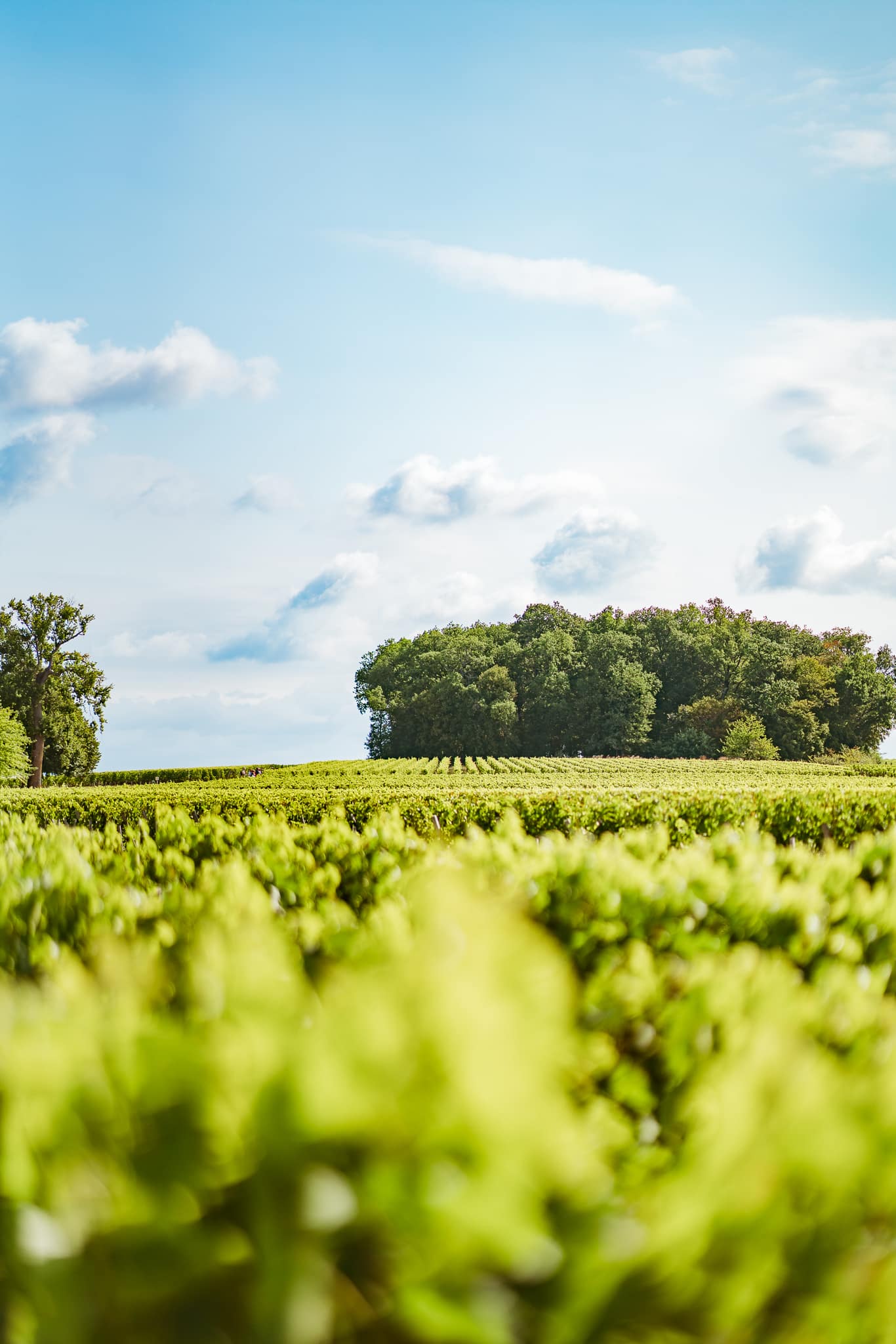 French Flair Bordeaux and surrounding area Château de Ferrand vineyard @Celestin Coutaud