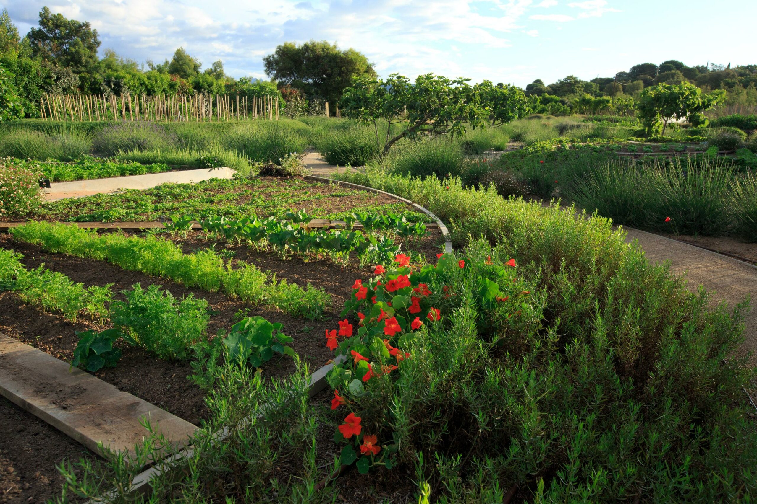 French Flair Corsica grand hotel de cala rossa organic vegetable garden