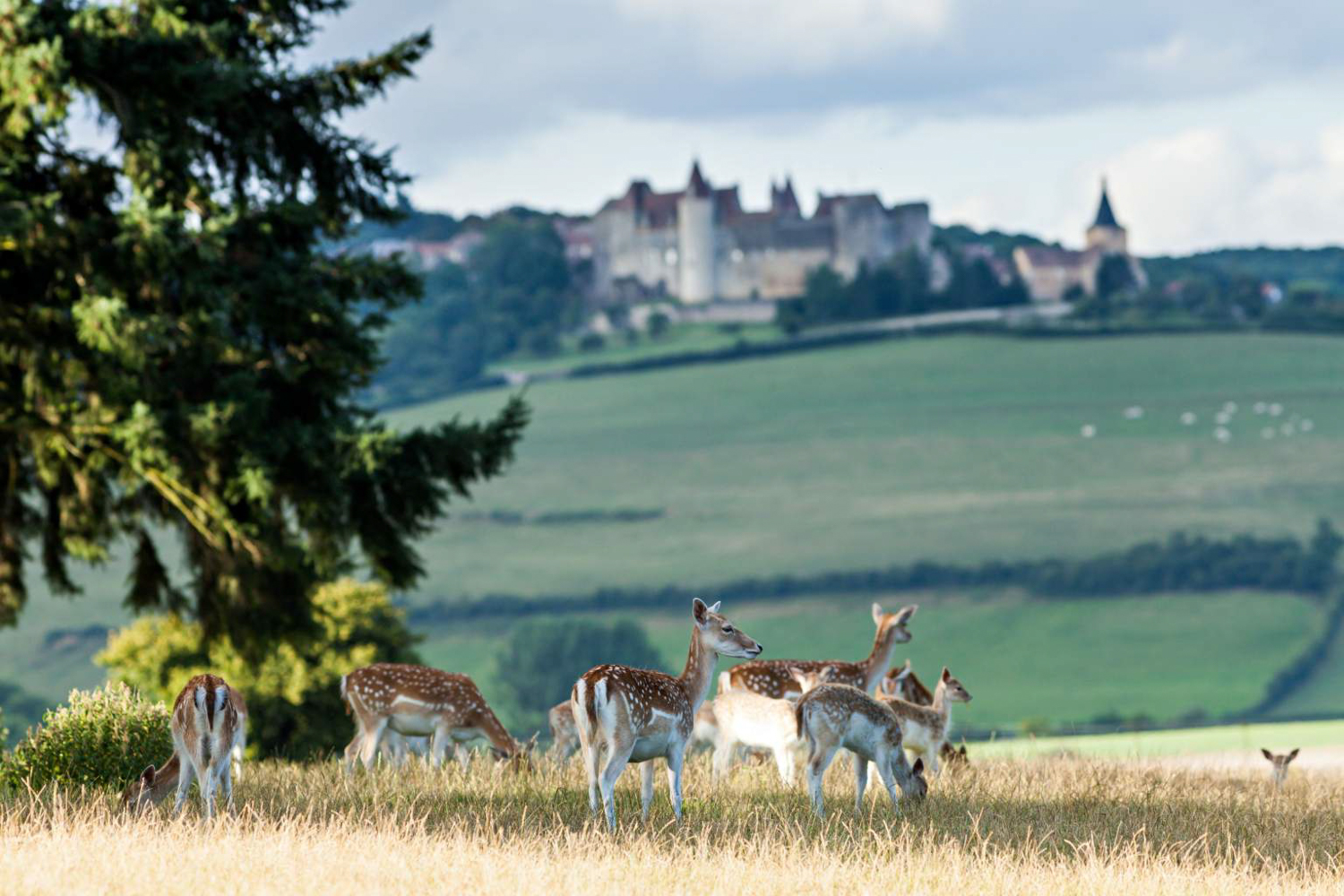 French Flair Burgundy Local Wildlife around Château Sainte Sabine