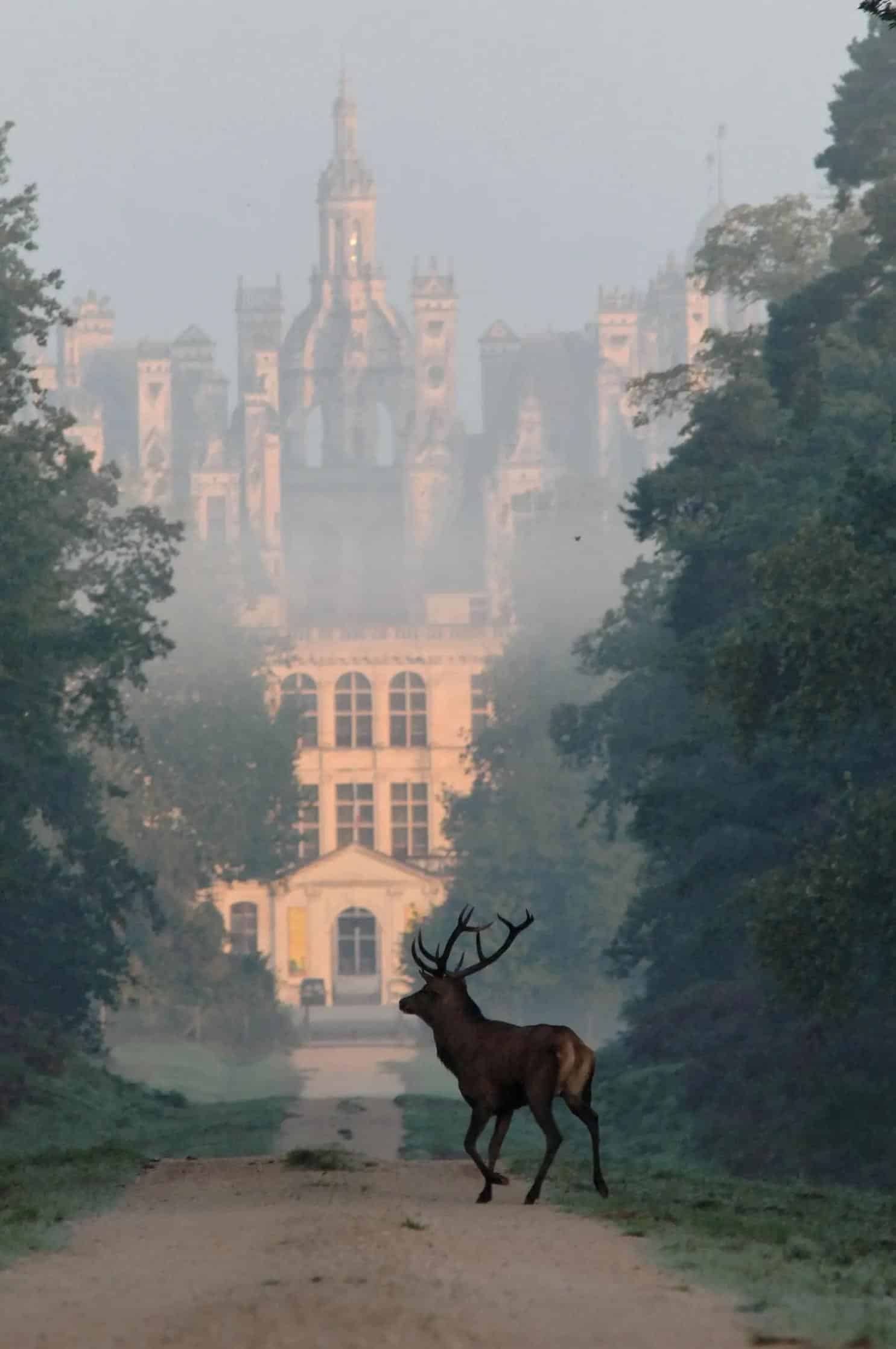 French Flair Loire Valley Relais de Chambord Deer View